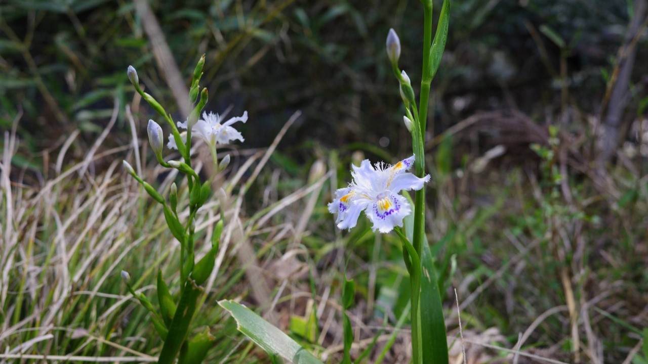 #10. シャガの花が物語る里山の歴史｜能勢妙見山にて【終】 | こたわ風信